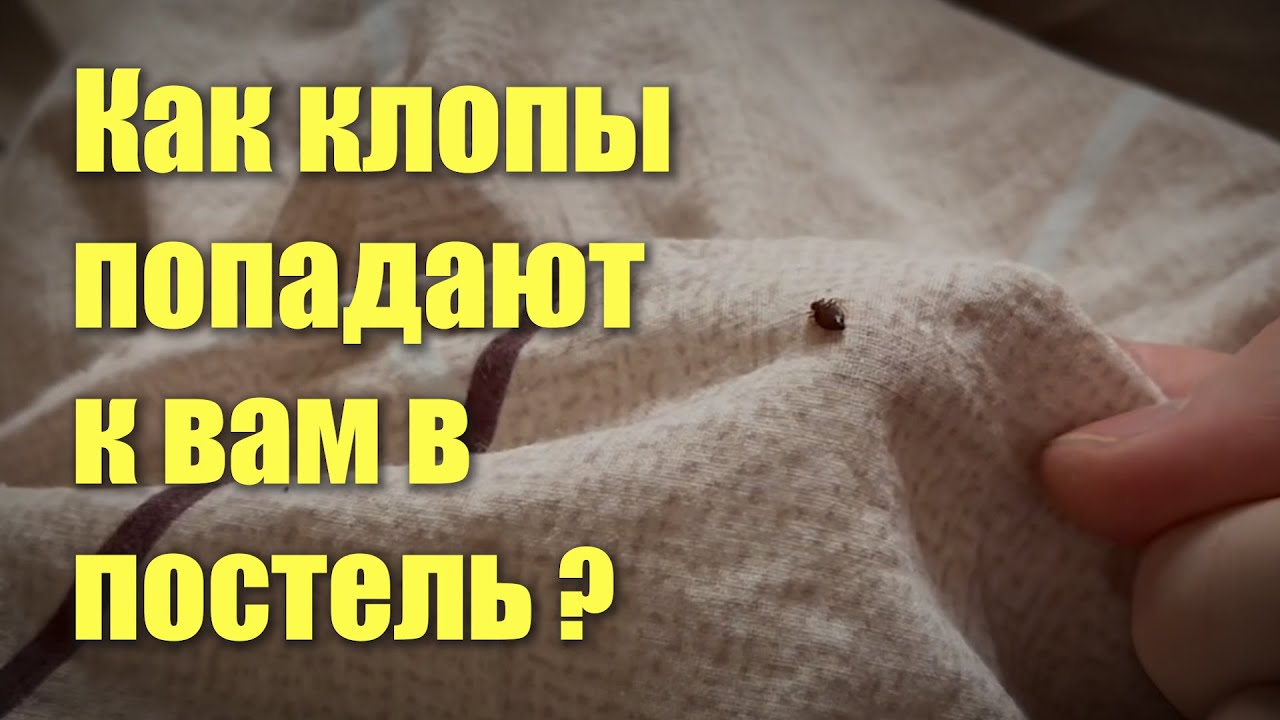 Откуда появляются клопы в квартире?